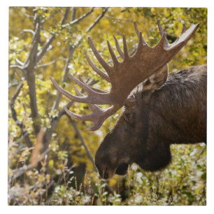 Noble Bull Moose Fliese