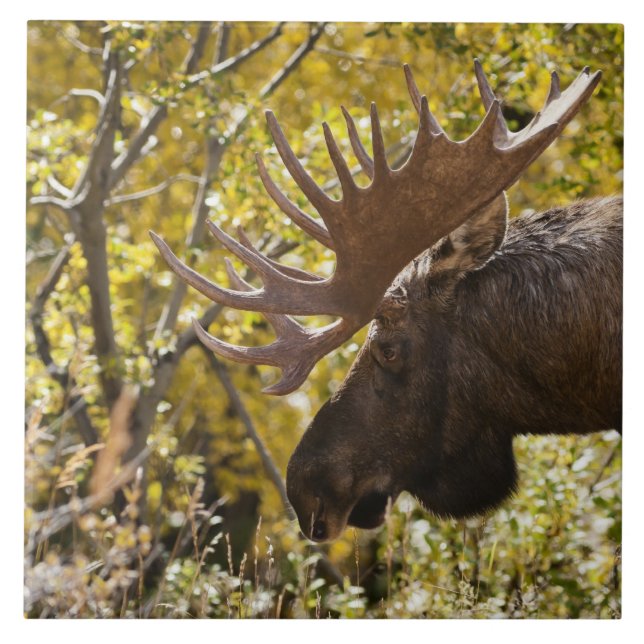 Noble Bull Moose Fliese (Vorderseite)