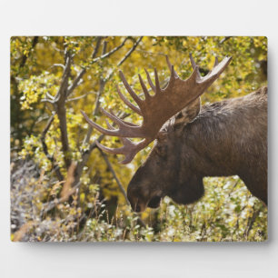 Noble Bull Moose Fotoplatte