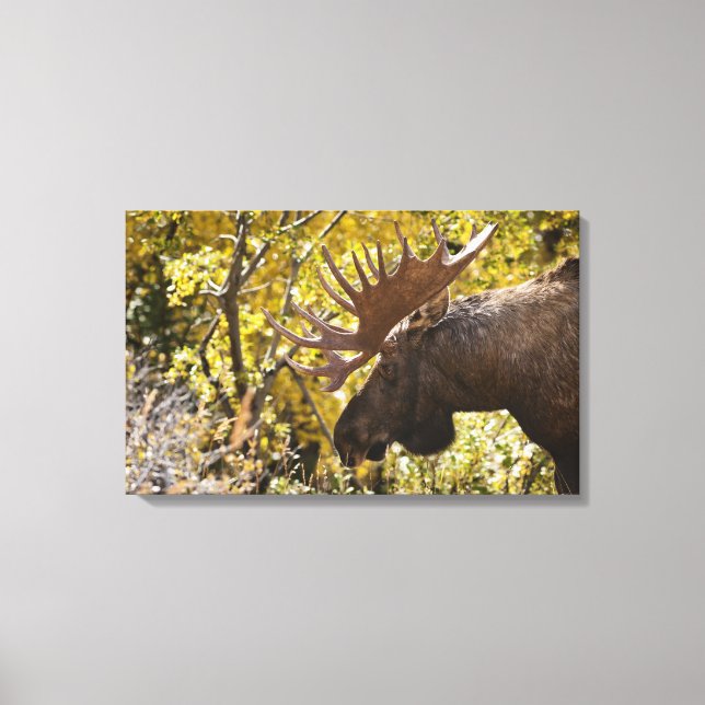 Noble Bull Moose Leinwanddruck (Vorderseite)