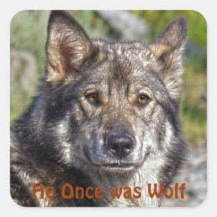 Noble German Shepherd Wolf-ähnliche Pose Quadratischer Aufkleber