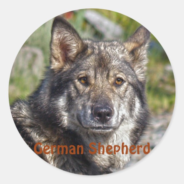 Noble German Shepherd Wolf-ähnliche Pose Runder Aufkleber (Vorderseite)