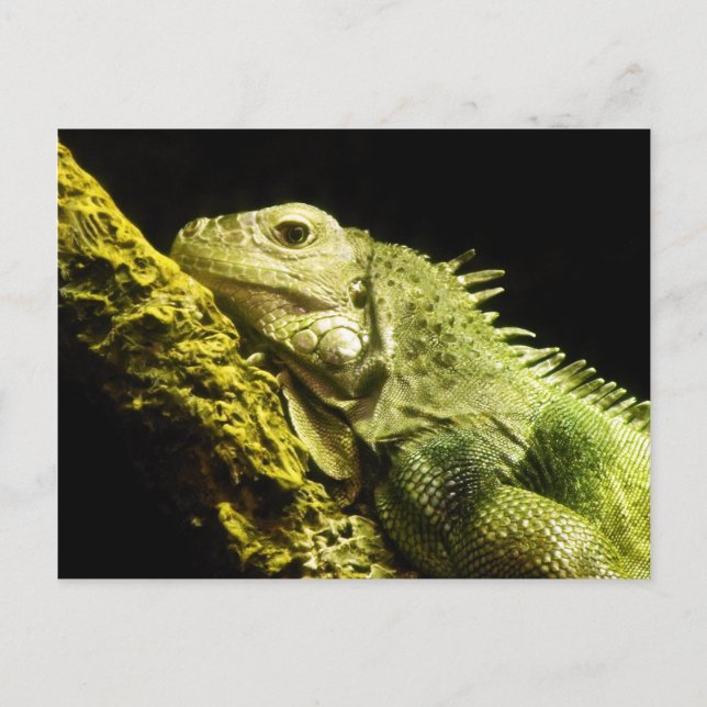 Noble Iguana Postcard Postkarte (Vorderseite)