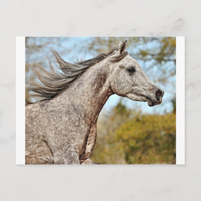 Noble und Stolz Postkarte (Vorderseite)