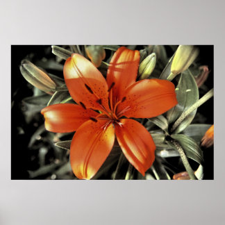 Noch eine Orange Poster