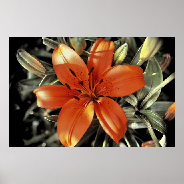 Noch eine Orange Poster (Vorne)