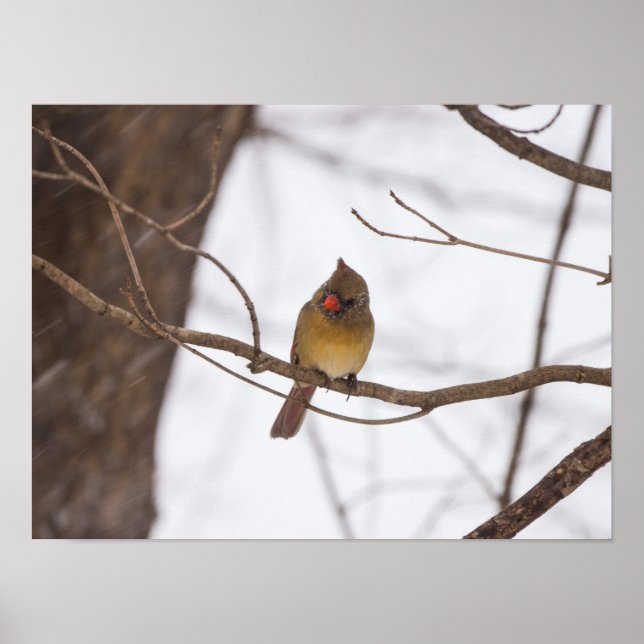 Nochmal, Frau Kardinal Poster (Vorne)