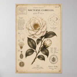 Nocturne Camellia Victorian Botanical Museum Druck Poster