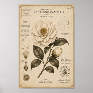 Nocturne Camellia Victorian Botanical Museum Druck Poster