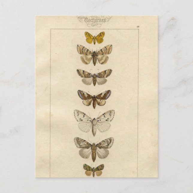 Nocturnes Postcard Postkarte (Vorderseite)