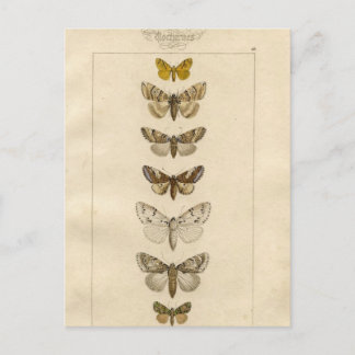 Nocturnes Postkarte