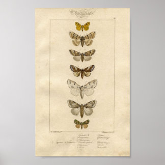 Nocturnes-Specimen-Poster Poster