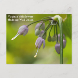 Nodding Wild Onion Virginia Wildblume Postcard Postkarte