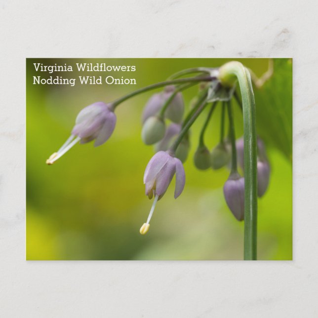 Nodding Wild Onion Virginia Wildblume Postcard Postkarte (Vorderseite)