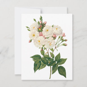 Noisette Rose von Redoute Einladung