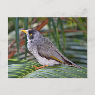 Noisy Miner Bird, Adelaide, Australien Postkarte