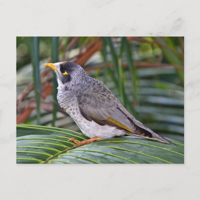 Noisy Miner Bird, Adelaide, Australien Postkarte (Vorderseite)