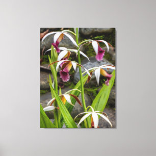 Nonnenkappen-Orchideen wachsen in Costa Rica Leinwanddruck