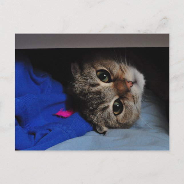 Noodles die Katze in Schublade Postkarte (Vorderseite)