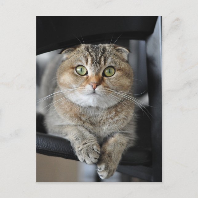 Noodles Postkarte (Vorderseite)