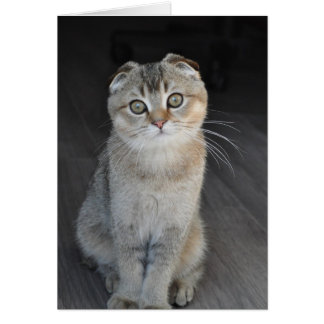 Noodles the Scottish Fold sieht unschuldig aus