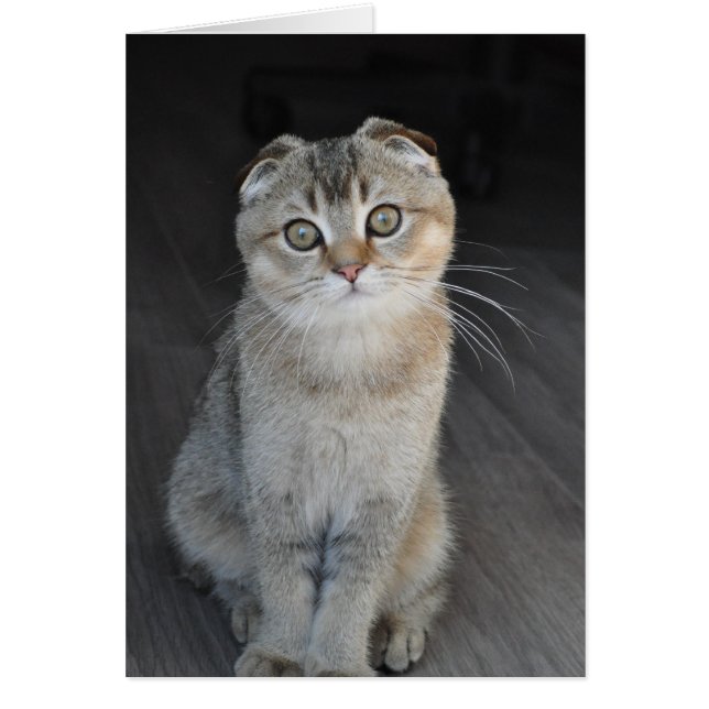 Noodles the Scottish Fold sieht unschuldig aus (Vorne)