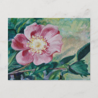 Nootka-Rose ~ (Rosa nutkana) Postkarte