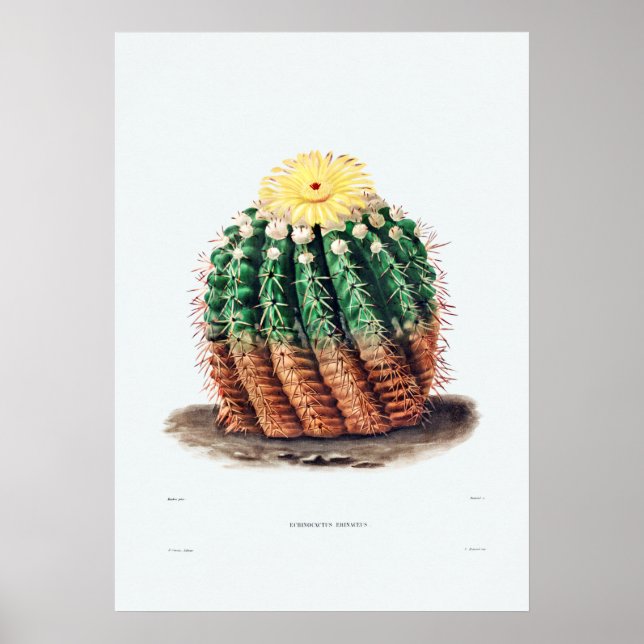 Nopal Zeichn einer Cactus Blume Cactus Pflanze Ima Poster (Vorne)