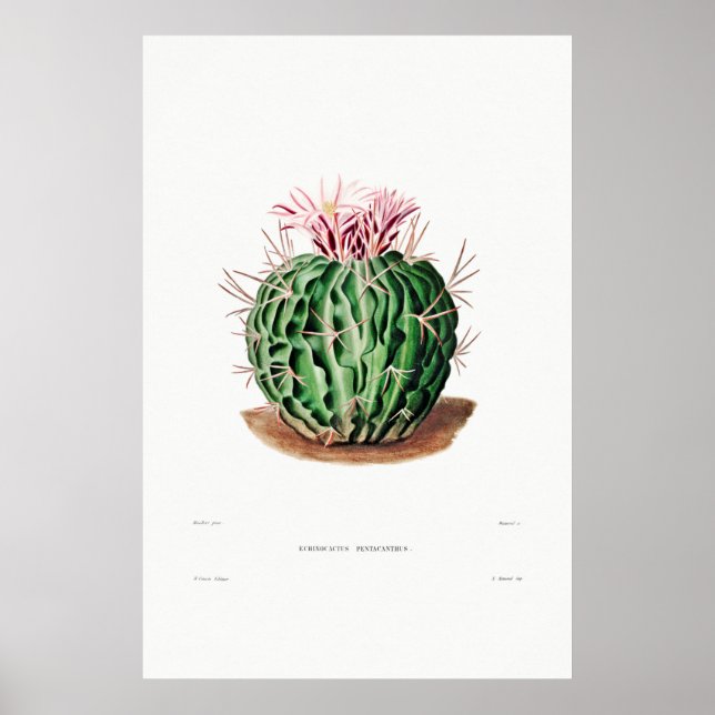 Nopal Zeichn einer Cactus Blume Cactus Pflanze Ima Poster (Vorne)