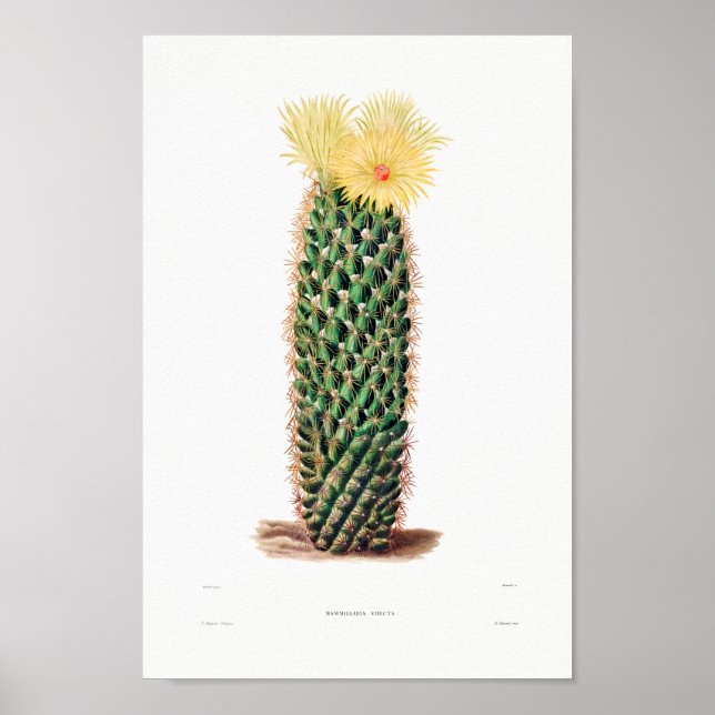 Nopal Zeichn einer Cactus Blume Cactus Pflanze Ima Poster (Vorne)