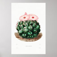 Nopal Zeichn einer Cactus Blume Cactus Pflanze Ima