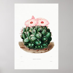 Nopal Zeichn einer Cactus Blume Cactus Pflanze Ima Poster