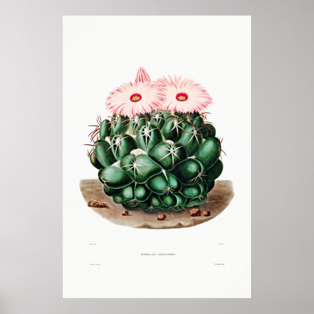 Nopal Zeichn einer Cactus Blume Cactus Pflanze Ima Poster (Vorne)