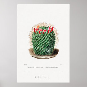 Nopal Zeichn einer Cactus Blume Cactus Pflanze Ima Poster