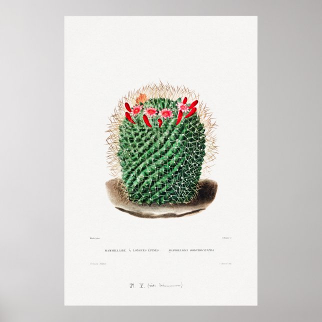 Nopal Zeichn einer Cactus Blume Cactus Pflanze Ima Poster (Vorne)