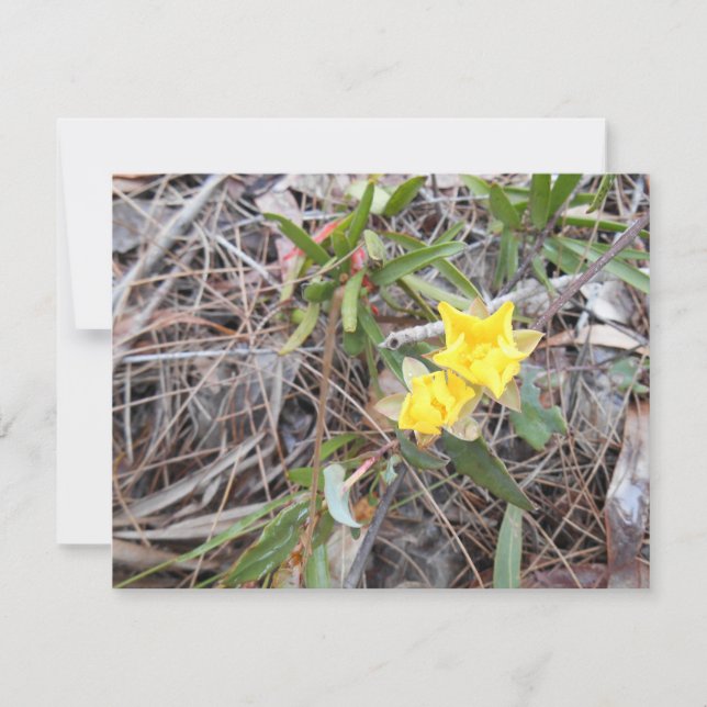 Nophis Danke You Card (Vorderseite)