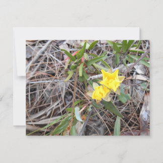 Nophis Danke You Card