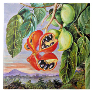 Nord - Blätter und Früchte Sterculia Parviflora Fliese