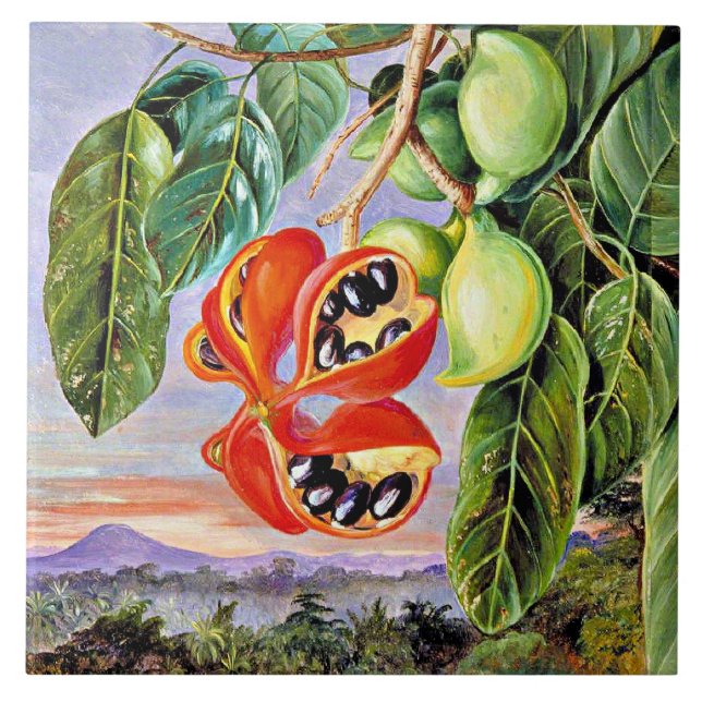 Nord - Blätter und Früchte Sterculia Parviflora Fliese (Vorderseite)