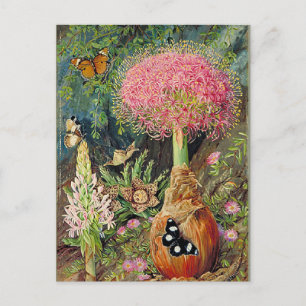 Nord - Buphane Toricara und andere Blume Postkarte