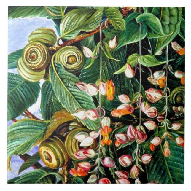 Nord - eine Darjeeling-Eiche, schöne Kunst, Fliese (Vorderseite)