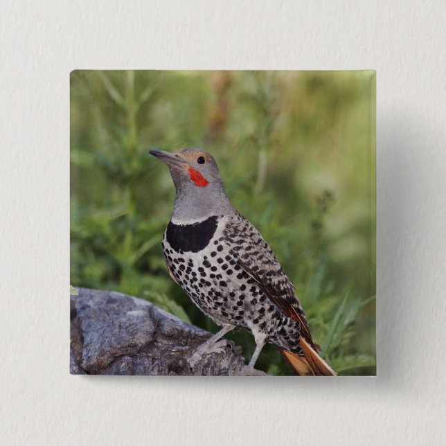Nord-Flicker, Colaptes auratus, rot-haftet Button (Vorderseite)