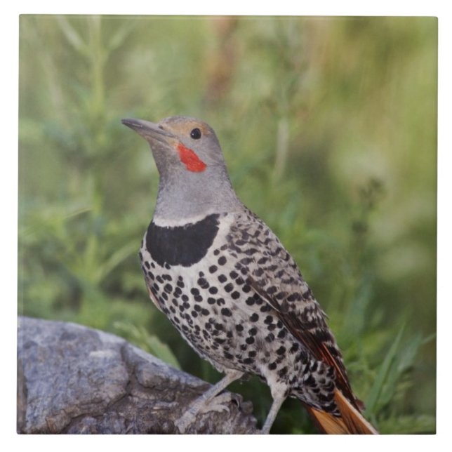 Nord-Flicker, Colaptes auratus, rot-haftet Fliese (Vorderseite)