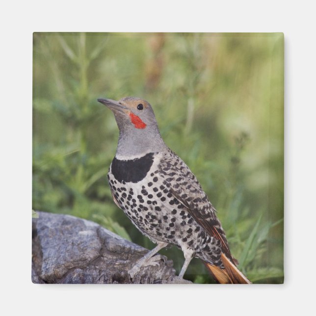 Nord-Flicker, Colaptes auratus, rot-haftet Magnet (Vorne)