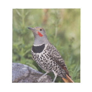 Nord-Flicker, Colaptes auratus, rot-haftet Notizblock
