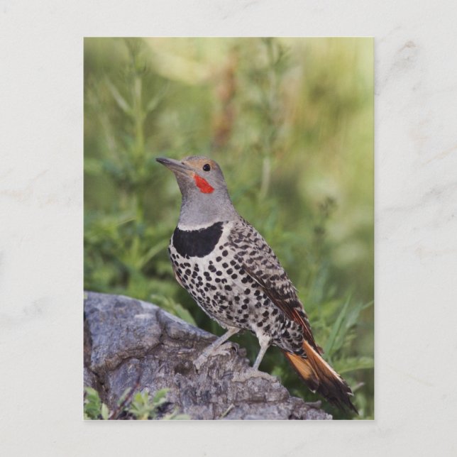 Nord-Flicker, Colaptes auratus, rot-haftet Postkarte (Vorderseite)