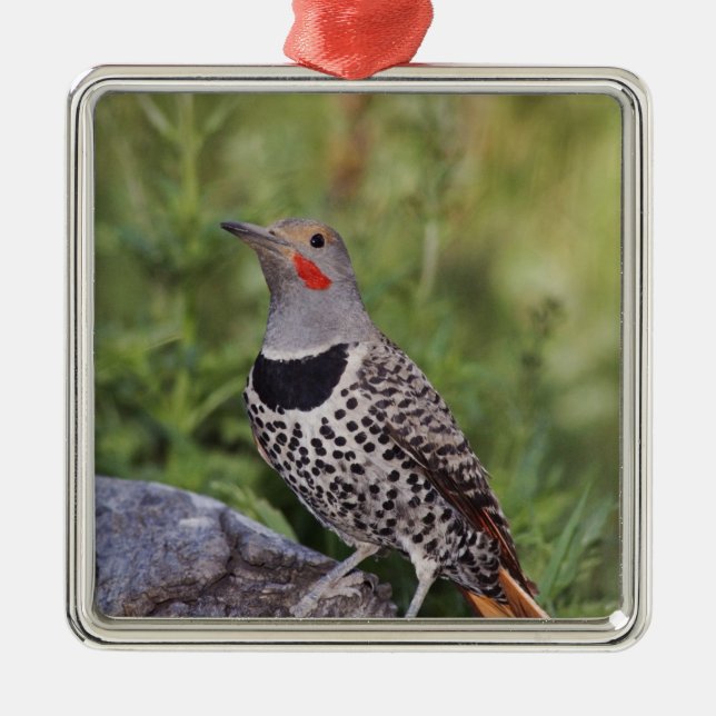 Nord-Flicker, Colaptes auratus, rot-haftet Silbernes Ornament (Vorne)