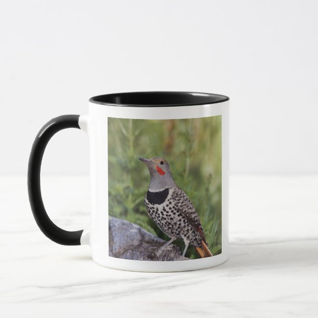 Nord-Flicker, Colaptes auratus, rot-haftet Tasse (Links)
