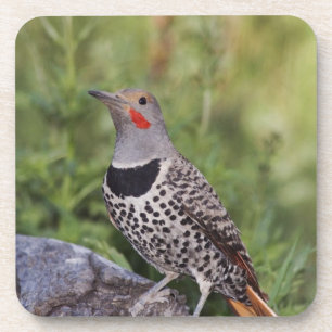 Nord-Flicker, Colaptes auratus, rot-haftet Untersetzer
