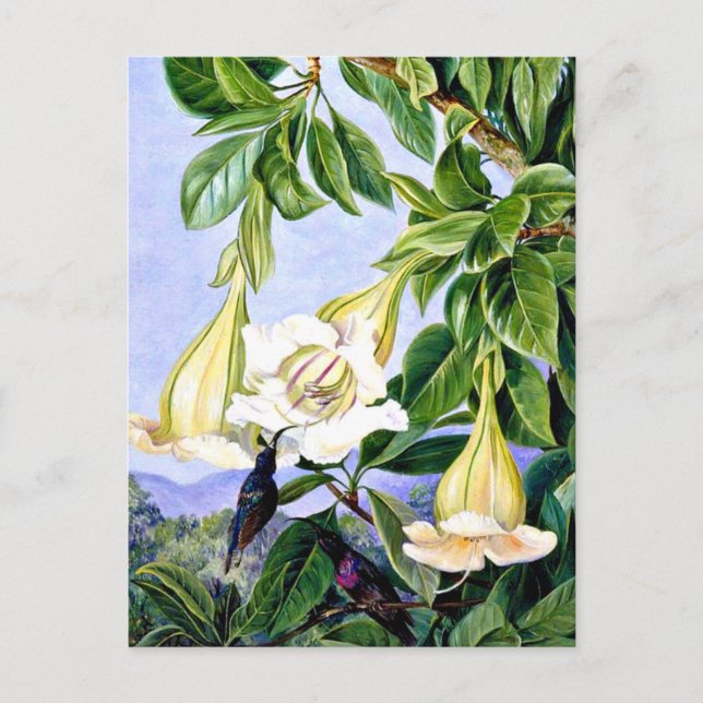 Nord - Folien und Blume eines tropischen Amerikane Postkarte (Vorderseite)